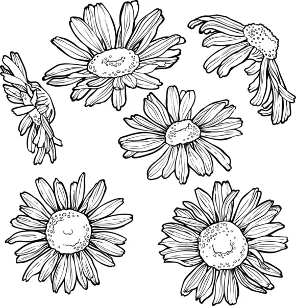 Jeu de fleurs dessinées à la main, illustration vectorielle de camomille — Image vectorielle