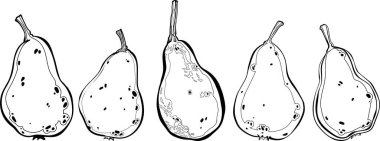 Vektör eli armut çekti. Armut çizimi