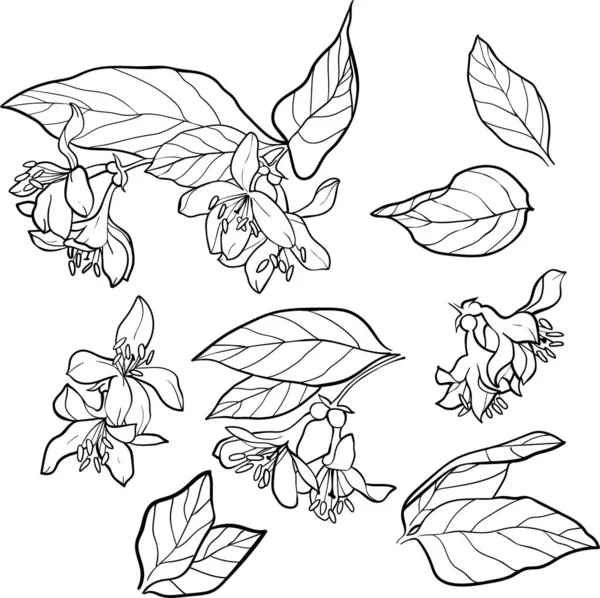 一组小花，白色背景上隔离，手绘威热拉插图 — 图库矢量图片