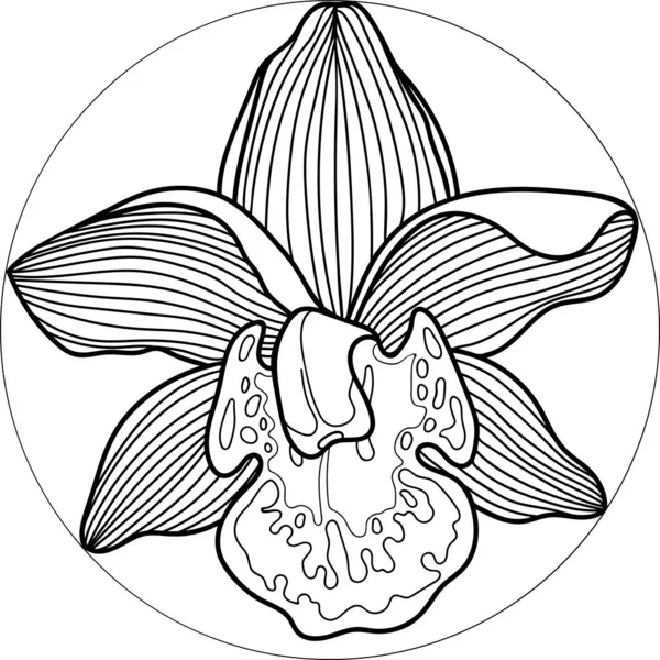 Orchidee bloem in cirkel. Handtekenorchidee. Botanische stijl. — Stockvector