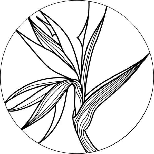 Enkele paradijsvogel, strelizia tropische bloem, schets stijl vector illustratie geïsoleerd — Stockvector