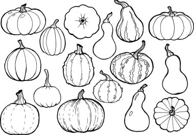 Farklı balkabaklarının el çizimi çizimleri