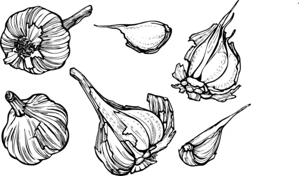 Illustration Zeichnung verschiedener Knoblauch-Lineart — Stockvektor