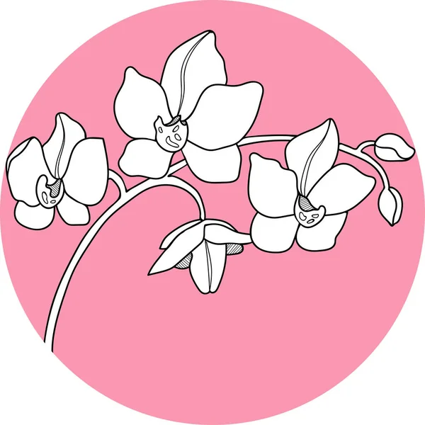 Orchid flawers in the circle hand draw — Stock Vector