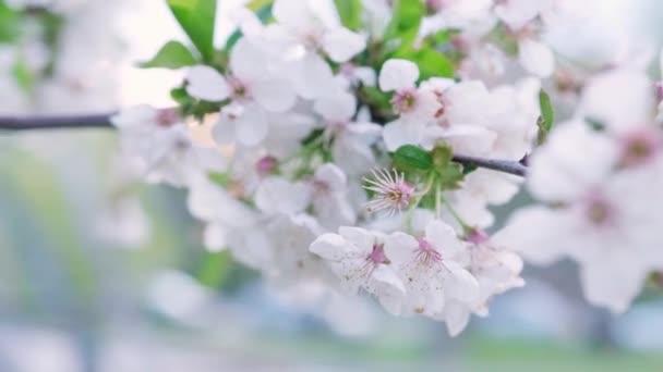 Hermosas flores de frutas blancas de primavera en flor . — Vídeos de Stock