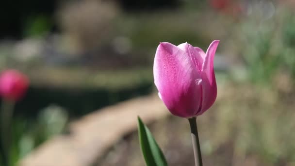 Mooie lente roze tulp bloemen — Stockvideo