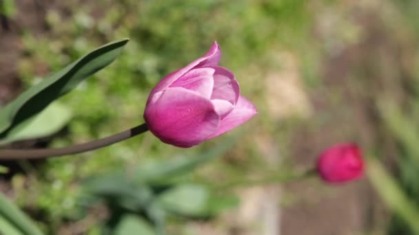 Piękne wiosna różowy tulipan kwiaty — Wideo stockowe