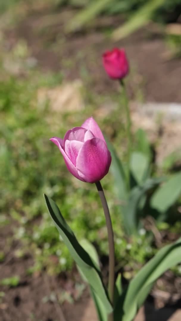 Belles Fleurs Tulipes Roses Printanières Dans Jardin Ferme Couleurs Nature — Video