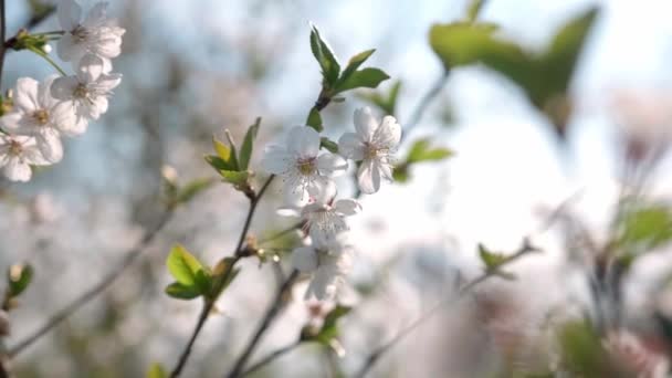 Piękne Wiosenne Białe Kwiaty Owocowe Rozkwicie Wiśniowy Gałąź Kwiat Ogród — Wideo stockowe