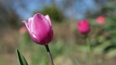 Bahçedeki güzel bahar pembe lale çiçekleri. Kapatın. Doğanın renkleri. Mutluluk arka planı.