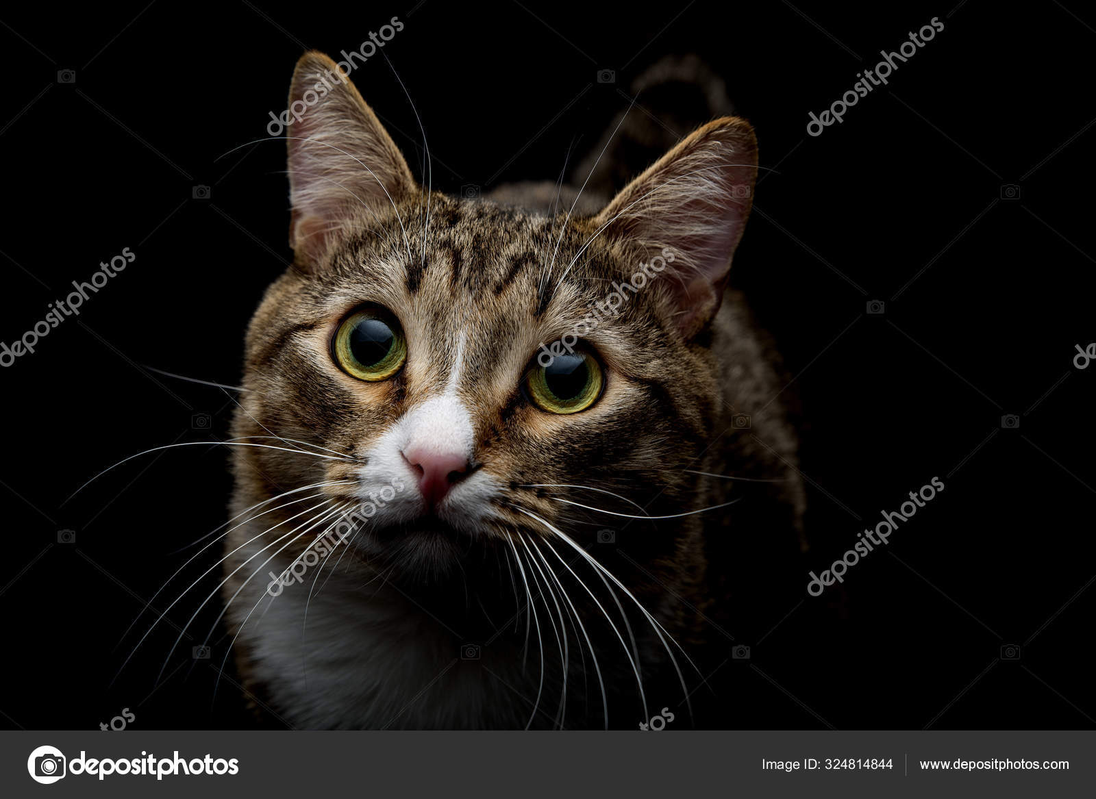 Plan Studio Adorable Chat Tabby Gris Marron Assis Sur Fond Image Libre De Droit Par Mantisphoto C
