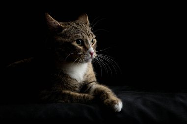 Siyah arka planda yatan sevimli gri ve kahverengi tekir kedinin stüdyo fotoğrafı.