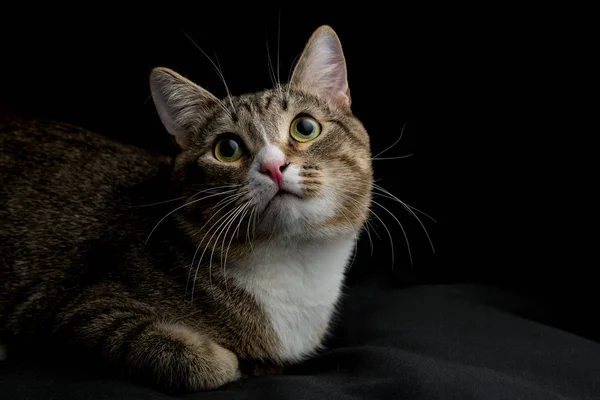 Studioaufnahme Einer Entzückenden Grau Braun Gestromten Katze Die Auf Schwarzem — Stockfoto