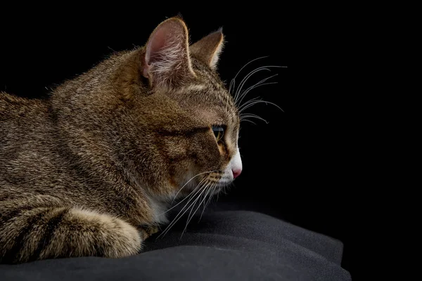 Studioaufnahme Einer Entzückenden Grau Braun Gestromten Katze Die Auf Schwarzem — Stockfoto