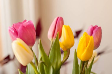 bahar beyaz zemin üzerine Pembe Laleler