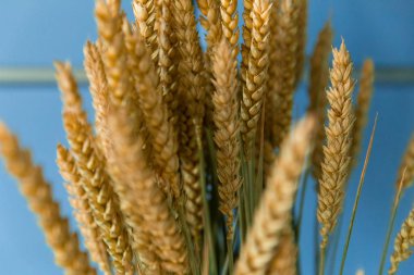 Mavi arka planda vazoda altın sarısı buğday