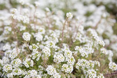 Evin arka bahçesinde Arap ağaç kesimleri var.