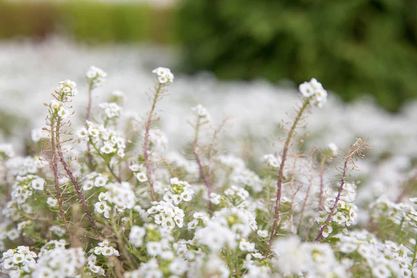 Arabis arborescens in the back garden of the house — Stock Photo, Image