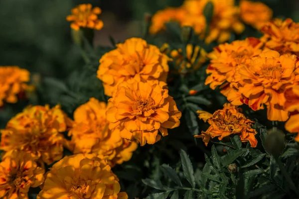 Calêndula laranja no jardim traseiro da casa — Fotografia de Stock