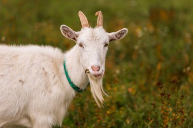 Çiftlikteki bir çayırda beyaz keçi. Çiftlikte sığır yetiştiriyor, otlatıyor. Tarım, tarım ve hayvancılık kavramı