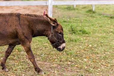 Çiftlikteki bir çayırda kahverengi bir eşek. Çiftlikte sığır yetiştiriyor, otlatıyor. Tarım, tarım ve hayvancılık kavramı