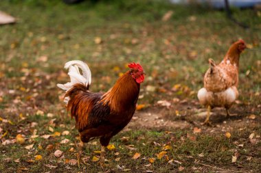 Çiftlikteki ahırda bir kafeste esmer tavuk. Çiftlikte sığır yetiştiriyor, otlatıyor. Tarım, tarım ve hayvancılık kavramı