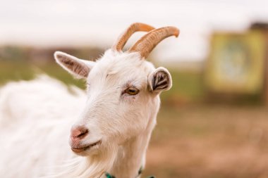Çiftlikteki bir çayırda beyaz keçi. Çiftlikte sığır yetiştiriyor, otlatıyor. Tarım, tarım ve hayvancılık kavramı