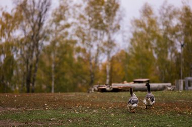 Çiftlikteki ahırda bir ağıldaki gri kaz. Çiftlikte sığır yetiştiriyor, otlatıyor. Tarım, tarım ve hayvancılık kavramı