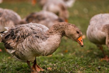 Çiftlikteki ahırda bir ağıldaki gri kaz. Çiftlikte sığır yetiştiriyor, otlatıyor. Tarım, tarım ve hayvancılık kavramı