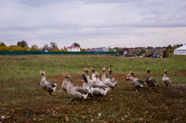 Çiftlikteki ahırda bir ağıldaki gri kaz. Çiftlikte sığır yetiştiriyor, otlatıyor. Tarım, tarım ve hayvancılık kavramı