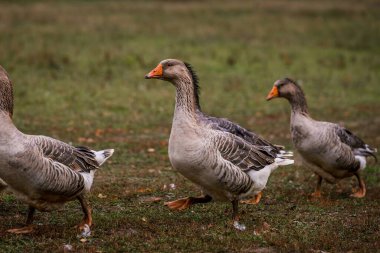 Çiftlikteki ahırda bir ağıldaki gri kaz. Çiftlikte sığır yetiştiriyor, otlatıyor. Tarım, tarım ve hayvancılık kavramı