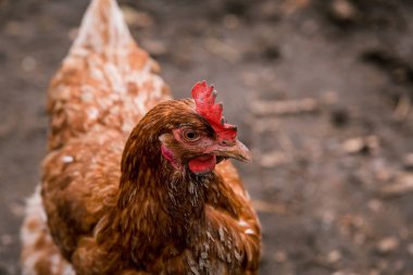 Çiftlikteki ahırda beyaz ve kahverengi bir tavuk. Çiftlikte sığır yetiştiriyor, otlatıyor. Tarım, tarım ve hayvancılık kavramı