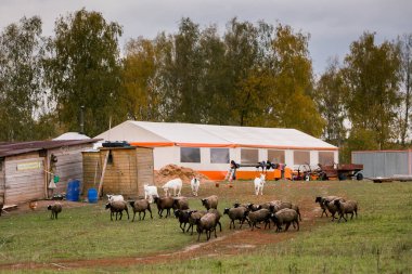 Siyah başlı koyun beyazı, ahır, çayırlık, çiftlikteki ahırda bir ev. Çiftlikte sığır yetiştiriyor, otlatıyor. Tarım, tarım ve hayvancılık kavramı