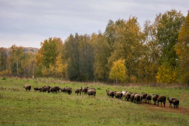 Çiftlikteki ahırda ağılda siyah kafalı koyun beyazı. Çiftlikte sığır yetiştiriyor, otlatıyor. Tarım, tarım ve hayvancılık kavramı