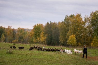 Çiftlikteki ahırda bir ağılda siyah kafalı keçi sürüsü ve koyun beyazı. Çiftlikte sığır yetiştiriyor, otlatıyor. Tarım, tarım ve hayvancılık kavramı