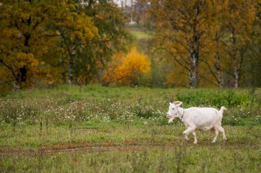 Çiftlikteki bir çayırda beyaz keçi. Çiftlikte sığır yetiştiriyor, otlatıyor. Tarım, tarım ve hayvancılık kavramı