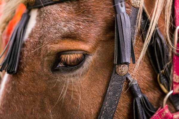 Hnědé Koňské Oko Zavřelo Ohradě Plotem Louce Farmě Chov Dobytka — Stock fotografie