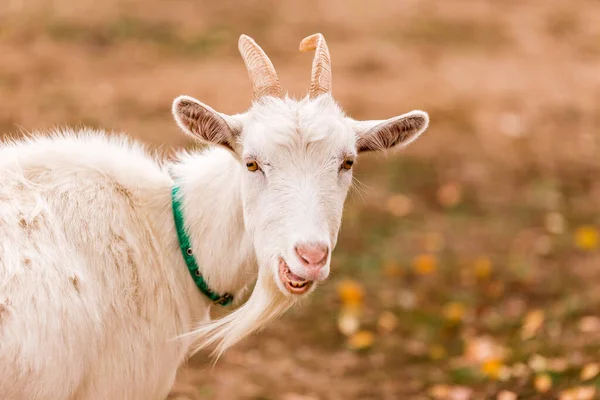 Çiftlikteki Bir Çayırda Beyaz Keçi Çiftlikte Sığır Yetiştiriyor Otlatıyor Tarım — Stok fotoğraf
