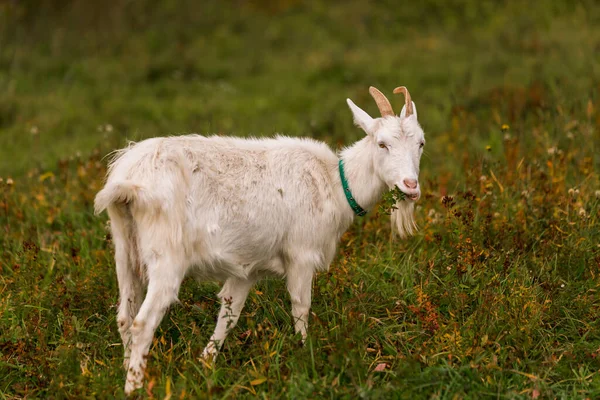 Cabra Blanca Prado Una Granja Criando Ganado Rancho Pastos Concepto — Foto de Stock