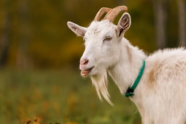 White Goat Meadow Farm Raising Cattle Ranch Pasture Concept Agriculture — Stock Photo, Image