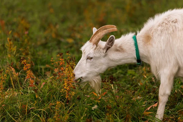 Çiftlikteki Bir Çayırda Beyaz Keçi Çiftlikte Sığır Yetiştiriyor Otlatıyor Tarım — Stok fotoğraf