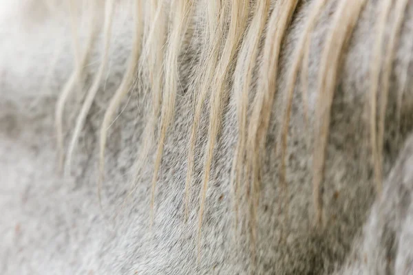 Cavalo Branca Com Crina Fecha Uma Caneta Atrás Uma Cerca — Fotografia de Stock