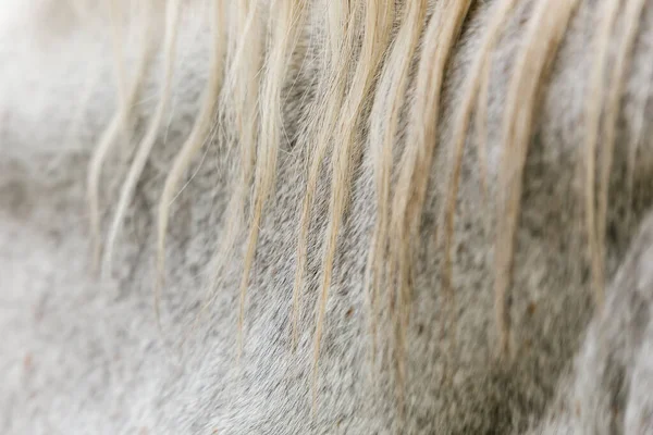 Laine Cheval Blanche Avec Crinière Près Dans Stylo Derrière Une — Photo