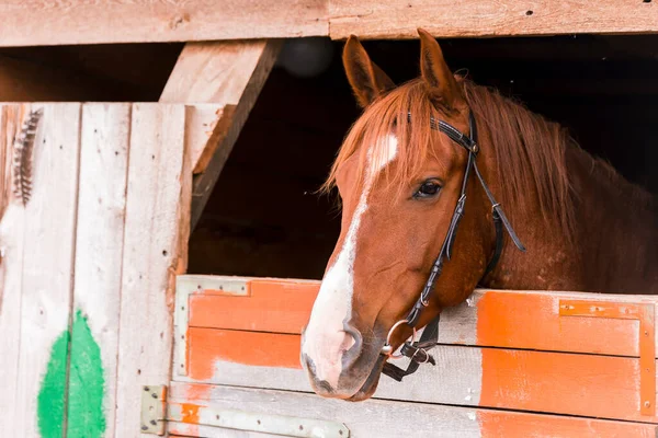 Braunes Pferd Einem Stall Auf Einem Bauernhof Viehzucht Auf Einer — Stockfoto