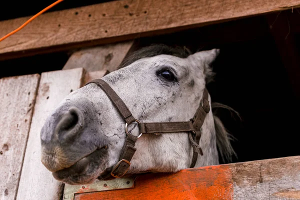 Cheval Blanc Dans Enclos Dans Étable Une Ferme Élever Bétail — Photo