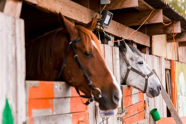 Cavalo Branco Marrom Uma Caneta Estábulo Uma Fazenda Criar Gado — Fotografia de Stock