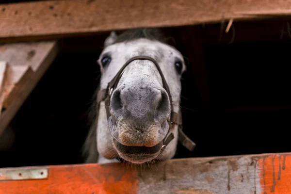 Bílý Kůň Ohradě Stáji Farmě Chov Dobytka Ranči Pastvinách Koncepce — Stock fotografie