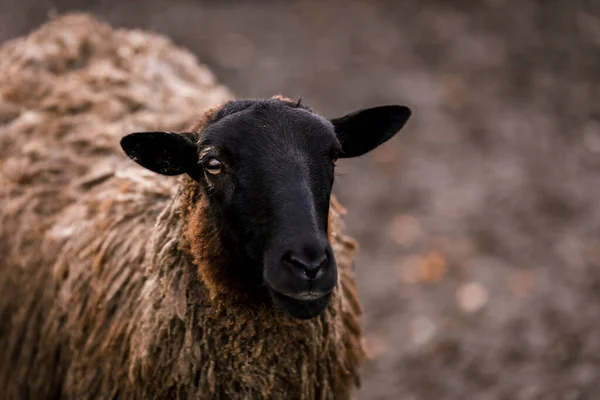 Ovelha Branca Com Uma Cabeça Preta Uma Caneta Estábulo Uma — Fotografia de Stock