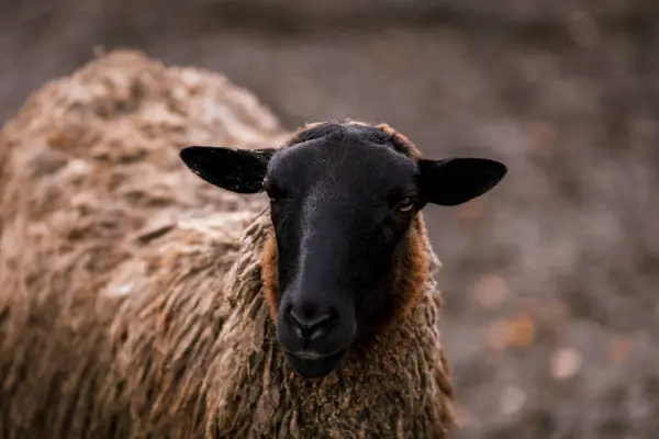 Ovelha Branca Com Uma Cabeça Preta Uma Caneta Estábulo Uma — Fotografia de Stock