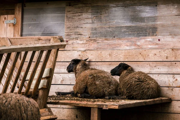 농장의 굿간에 머리를 목장에서 가축을 기르는 사육의 — 스톡 사진